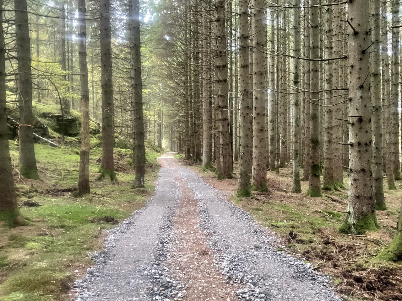 Grusväg rakt in i en ljus, gallrad granskog