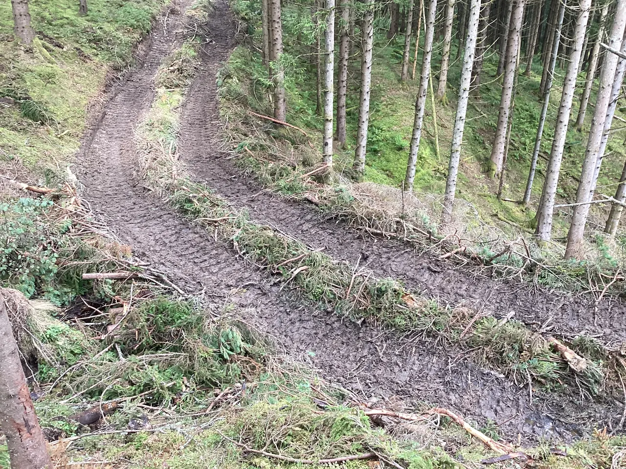 Körspår från skogsmaskiner genom ett gallrat bestånd