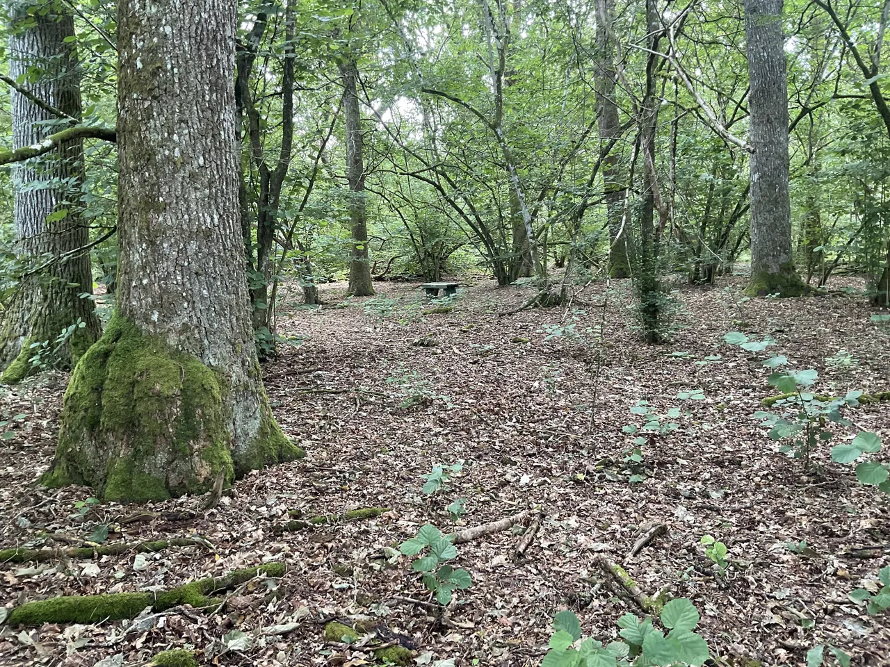 Lövskog med en grov, mossbeväxt stam i förgrunden