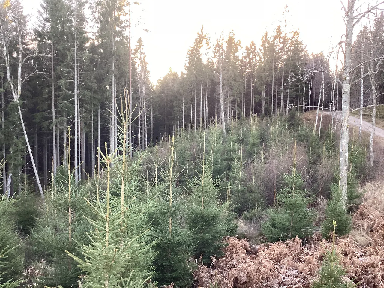 Ung granskog med inslag av björk som står på tur att röjas