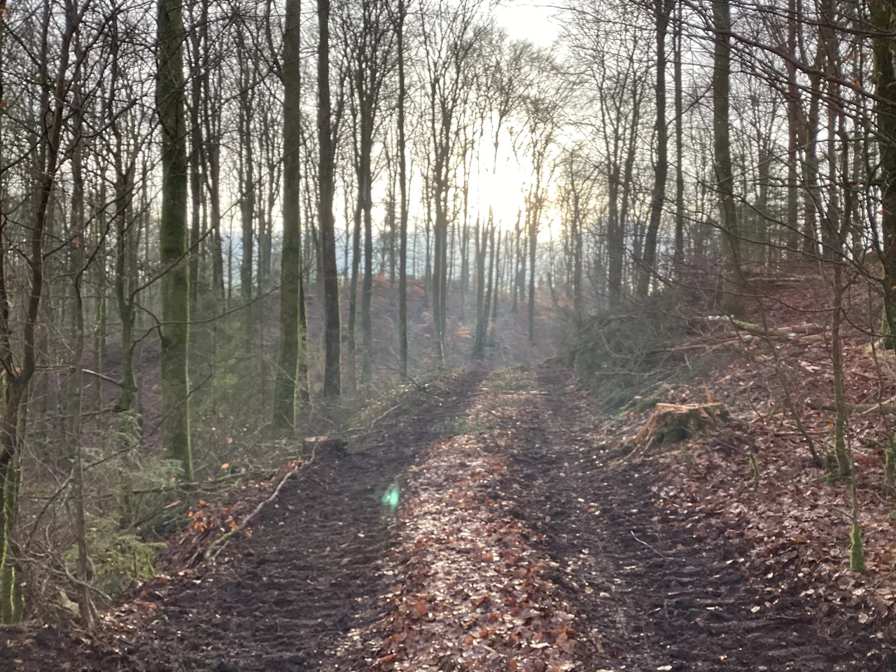 Lövskog i vinterljus med låg sol mellan stammarna