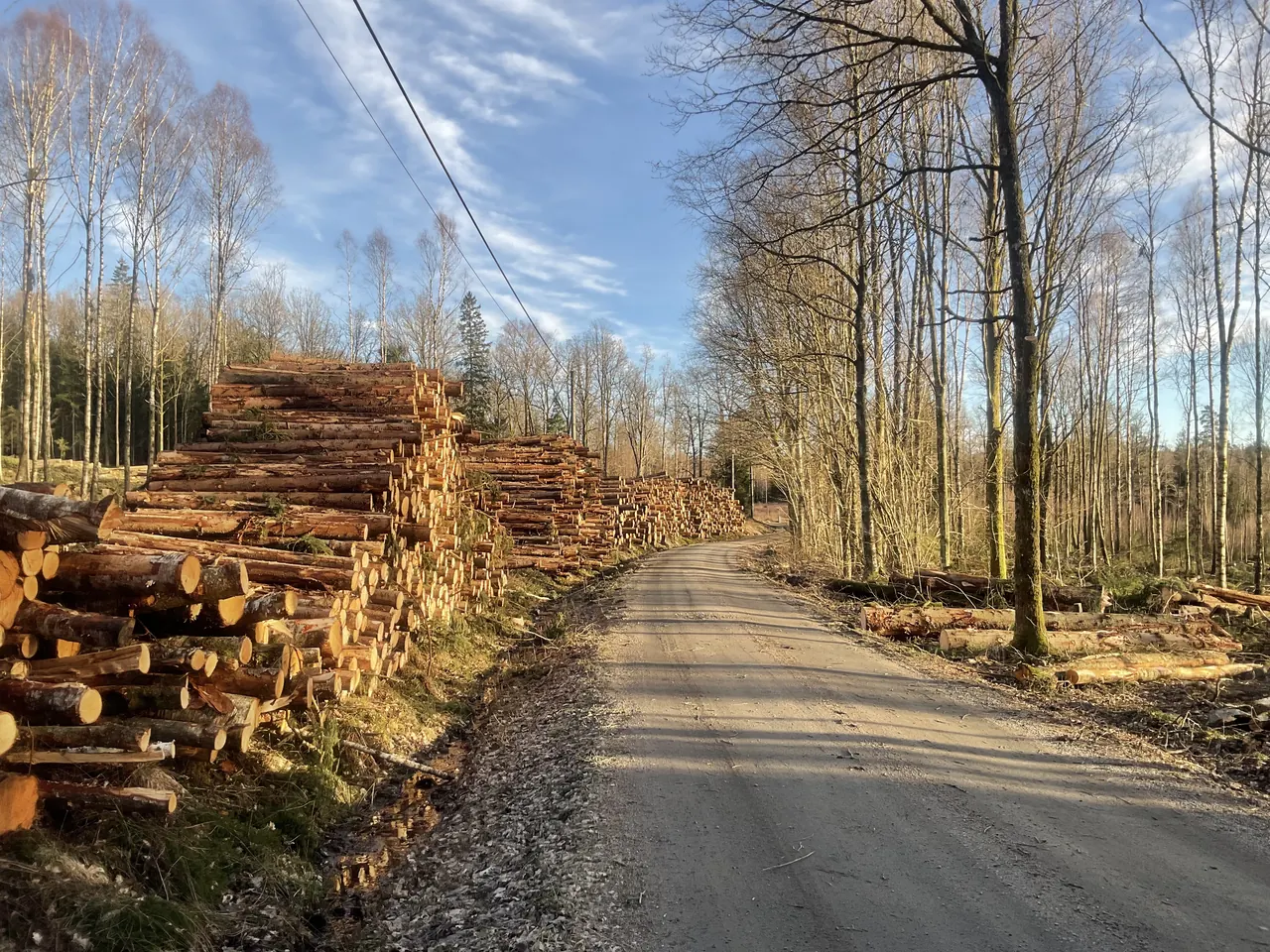 Virkesupplag med staplade stockar längs en skogsbilväg